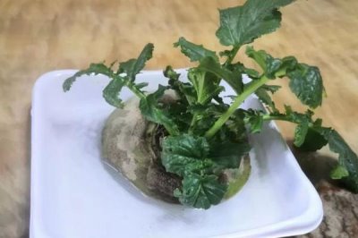 土豆能不能种在水里,可以在水中种植