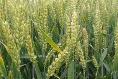 兆育麦13小麦品种简介,适宜播期为10月5日~15日