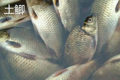 鲫鱼的外观,不同品种的外观有所区别