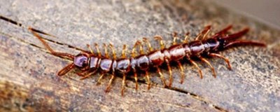 蜈蚣有没有毒,各个品种的蜈蚣毒性都不一样