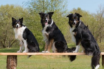 边境牧羊犬臭不臭,一度成为家养宠儿