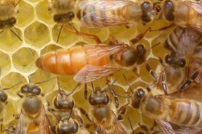 如何直接介入蜂王,将蜂王直接介入蜂群中即可