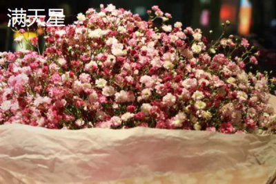 紫色花卉的花语，不同花卉的花语不同