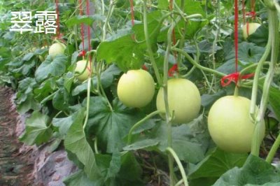 南方种甜瓜适合种什么品种,香妃、橙露、羊角蜜等品种皆可选择