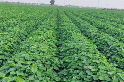 甘薯地膜覆盖种植方法,生育后期低温会影响产量