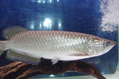 银龙鱼不吃食的原因及解决方法,可能是环境改变或水质过老等