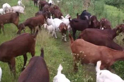 建设标准化养羊场的原则,羊舍面积应根据羊的数量和饲养方法而定