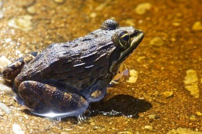 黑斑蛙怎么养殖，先饲喂鲜活诱饵再过渡至人工饲料