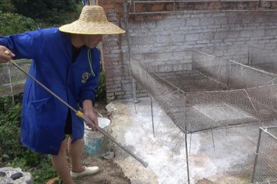 鸭子圈养技术,选择优良的品种是关键