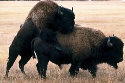 一头牦牛能卖多少钱,可以卖大约1-2万元