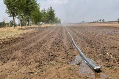 花生如何播种,可进行人工点播