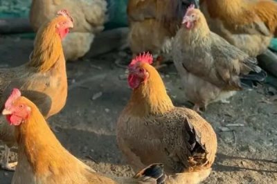 鸡突然死了的原因,可能是疾病性猝死或应激性猝死等