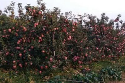 杨梅保花保果的方法,盛花期可喷施赤霉素