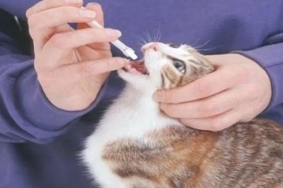 提倡在室内养猫的原因,可以避免交通事故和感染传染病等