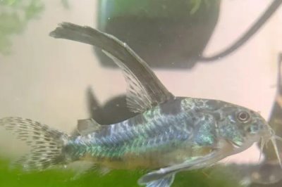 黄粉治疗鱼类什么病，对烂鳍病和出血病效果好