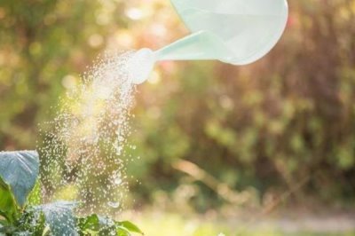 蓝色鸢尾花的花语,寓意素雅大方、暗中仰慕等