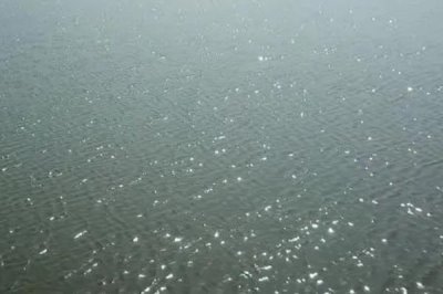 草虾怎么养殖，白天少喂、晚上多喂