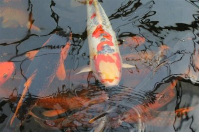 4cm的锦鲤一个月能长多大,可以长大2-6厘米