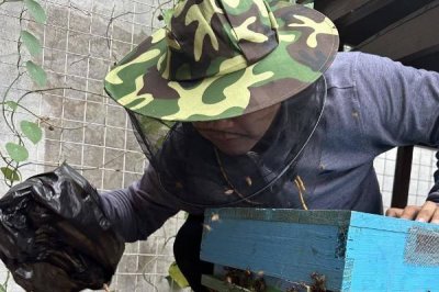 黑腹虎头蜂的天敌,黄尾巢螟、大型胡峰和人类都是