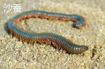 容易让鲈鱼上钩的饵料,河虾是鲈鱼的主要食物