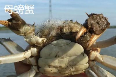 螃蟹断掉的腿还能重新长出来吗,螃蟹有断足再生的能力