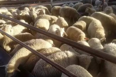 肉羊的养殖效益会受到哪些因素的影响,羊只的品种是首要因素