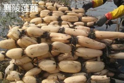 莲藕的产地有哪些,洪湖、新垦和襄陵的莲藕出名