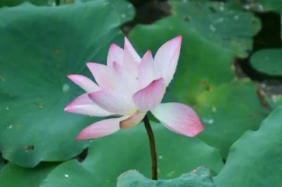 荷花有香味吗,香味一般较浅不易闻到