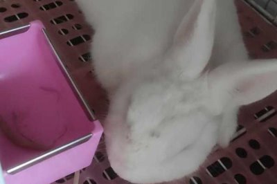 让兔子乖乖回笼的好办法,需要从小开始训练