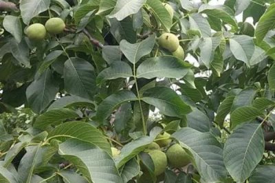 春季核桃种植注意事项,在春季未萌芽之前要及时浇水一次