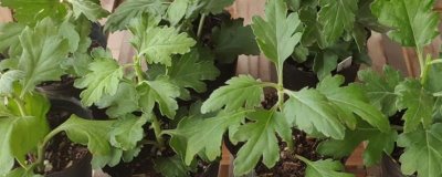 扦插菊花的时间，3-5月扦插为佳