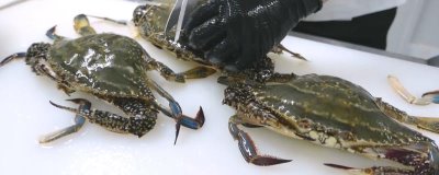 三疣梭子蟹是什么蟹，是常见的食用型蟹类