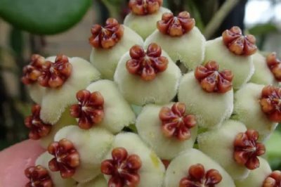 倒心形叶子植物有哪些，常见的有四叶草、心叶桉、心叶球兰等