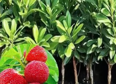 杨梅苗的价格,价格在4-300元一棵不等