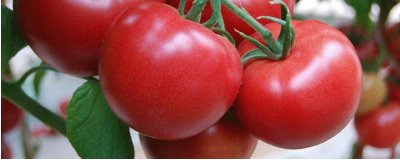 选择番茄品种的原则,抗病丰产的品种更合适