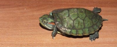 乌龟冬眠时皮肤变红的原因,可能是患有烂甲病或垫材掉色导致