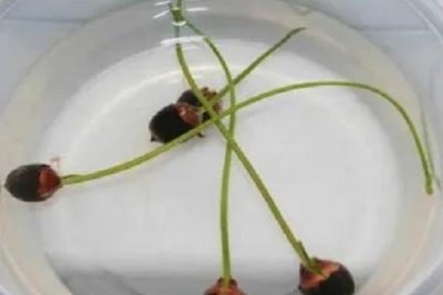 小睡莲怎么进行无土水培，用清水浸种7天再放入容器中