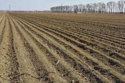 急性子的种植方法,可在春季和夏季播种