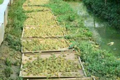 黑斑蛙怎么养殖，先饲喂鲜活诱饵再过渡至人工饲料