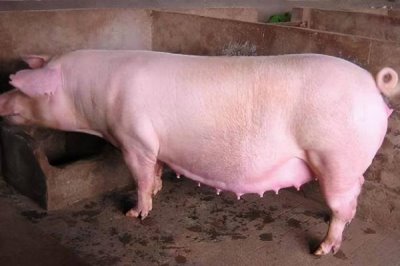 母猪妊娠诊断的常用方法,常采用外部观察法、直肠触诊法、超声波诊断法等