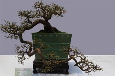 岭南盆景结顶枝法介绍，截掉顶端枝条后再按长势修剪