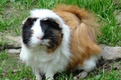 逆毛绒豚如何人工养殖,可池养、笼式养殖、立体式养殖等