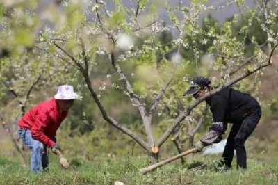 果树秋施基肥的时间，最佳时间是9月中下旬