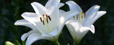 哪些花卉适合送给医生，百合、康乃馨、向日葵等品种均可赠送