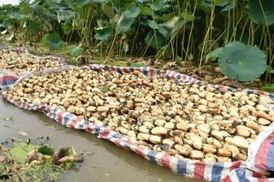 莲藕定植不发棵的原因,是无性繁殖作物