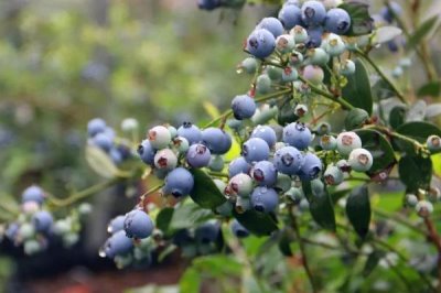 蓝莓亩产多少斤,通常为1500斤左右/亩