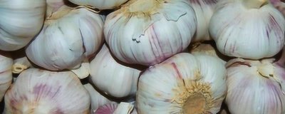 大蒜叶子发黄的原因，连茬会导致病菌和害虫