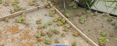 黑斑蛙怎么养殖，先饲喂鲜活诱饵再过渡至人工饲料