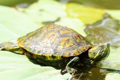 巴西龟怎么喂食,最好还是选择在水中喂食