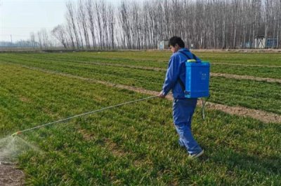 小麦除草剂可以和叶面肥混打吗,除草剂不可和叶面肥混合打